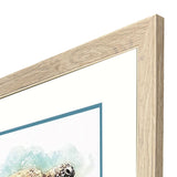 Paragon Hawaiian Turtle S/2 Brown 21 X 27 X 1 Wall Art