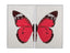 Bassett Red Butterfly Framed Canvas Set of 2