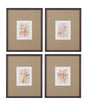 Bassett Brown Parchment Coral Framed Print Set of 4