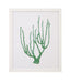 Bassett Green Coral Souvenirs II Framed Print