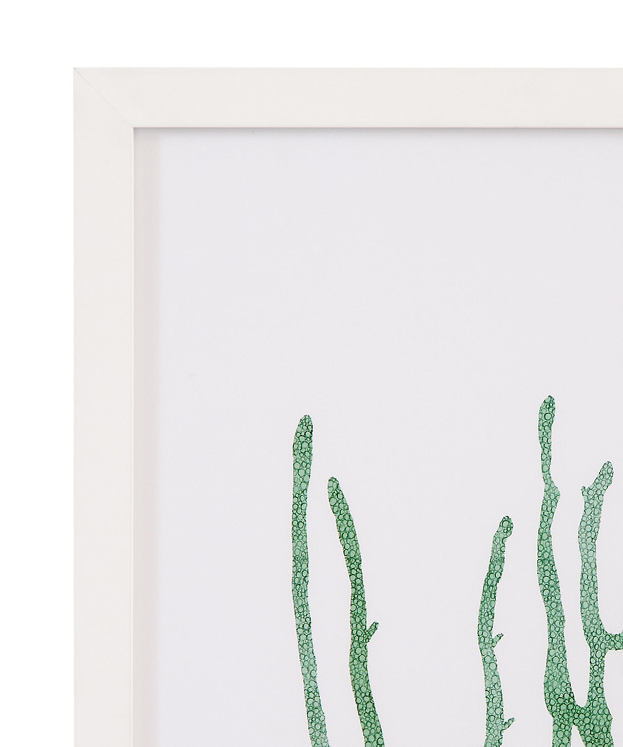 Bassett Green Coral Souvenirs II Framed Print