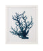 Bassett Green Coral Souvenirs IV Framed Print