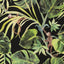 Clarke & Clarke MONKEY BUSINESS EBONY Wallpaper
