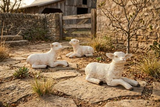 Phillips Collection Goat Sculpture Laying Gel Coat Accent