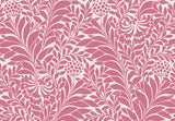 Cole & Son HONEYSUCKLE RASPBERRY Wallpaper