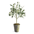 Napa  OLIVE TREE POTTED 17"