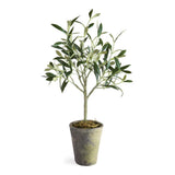 Napa  OLIVE TREE POTTED 17"