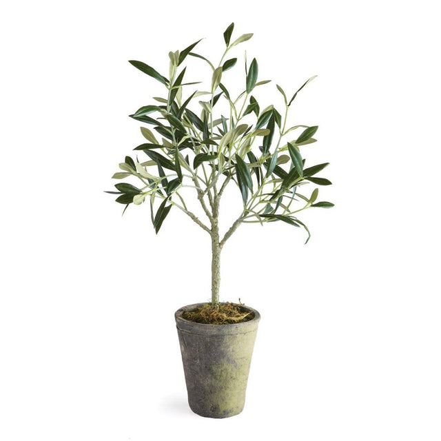 Napa  OLIVE TREE POTTED 17"