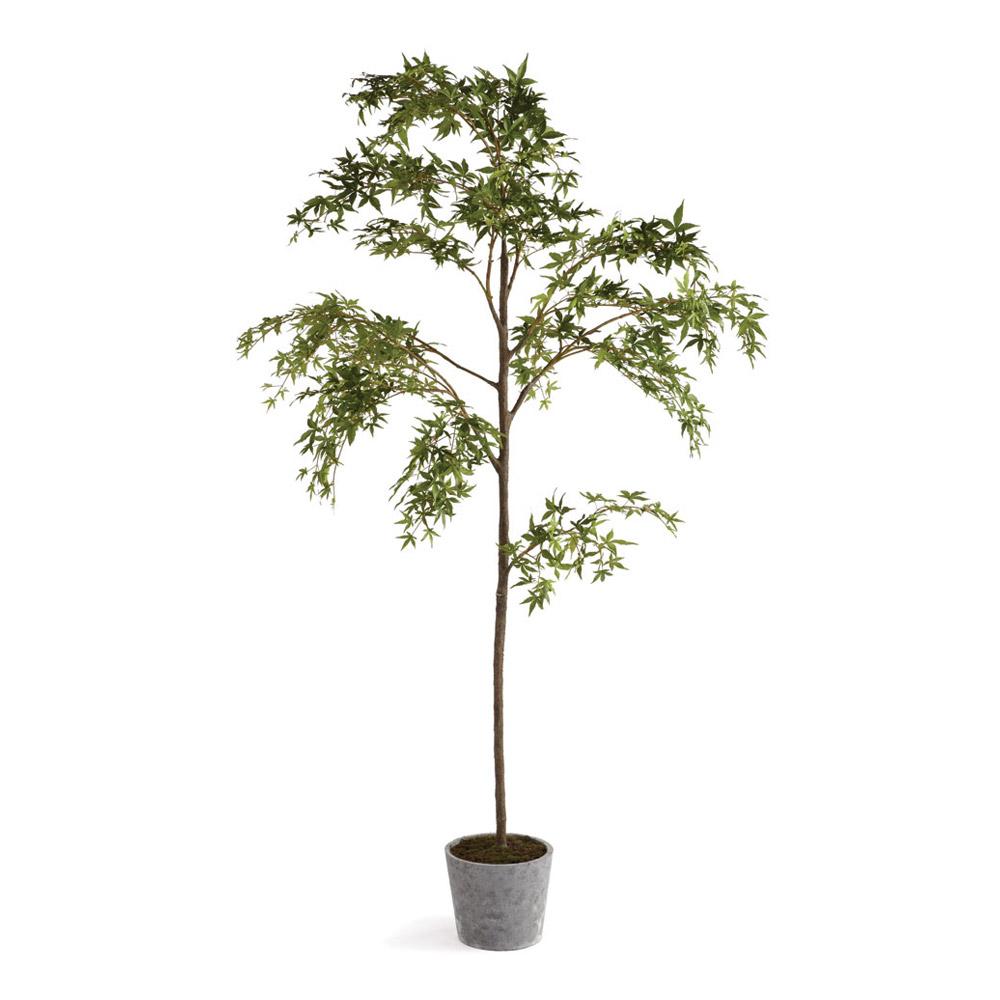 Napa  MAPLE TREE IN POT 84"