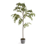 Napa  MAPLE TREE IN POT 84"