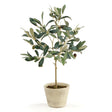 Napa  OLIVE TREE WITH FRUIT IN POT 19.5"