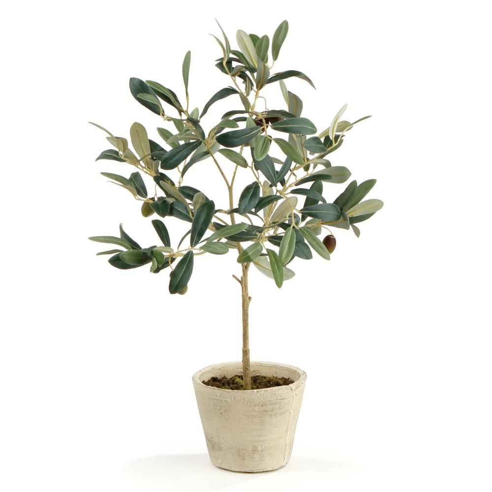 Napa  OLIVE TREE WITH FRUIT IN POT 19.5"
