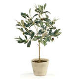 Napa  OLIVE TREE WITH FRUIT IN POT 19.5"