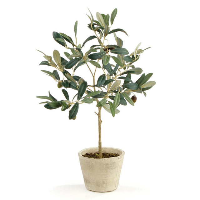 Napa  OLIVE TREE WITH FRUIT IN POT 19.5"