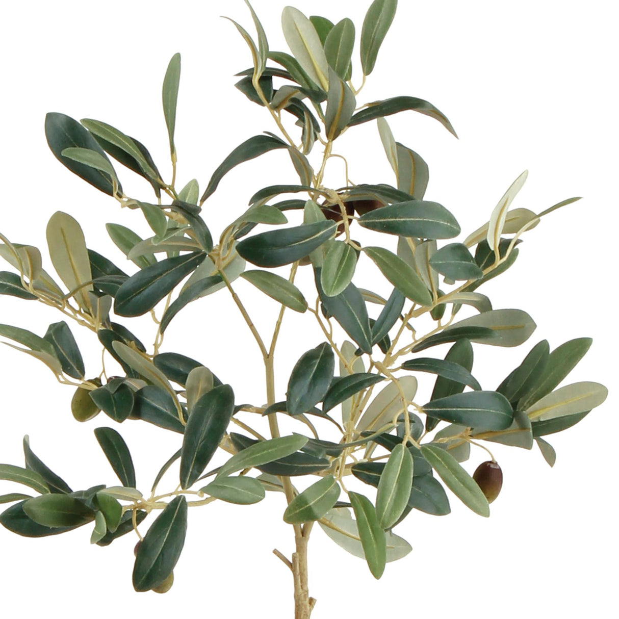 Napa  OLIVE TREE WITH FRUIT IN POT 19.5"