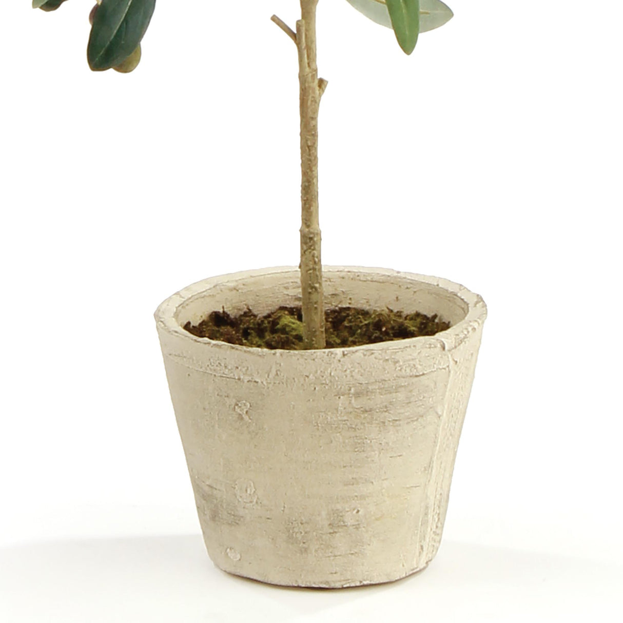 Napa  OLIVE TREE WITH FRUIT IN POT 19.5"