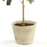 Napa  OLIVE TREE WITH FRUIT IN POT 19.5"