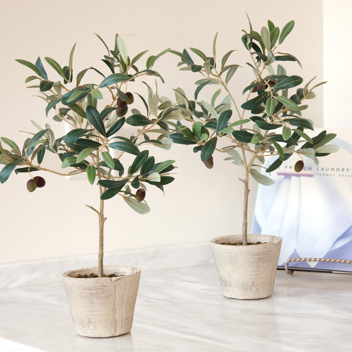 Napa  OLIVE TREE WITH FRUIT IN POT 19.5"