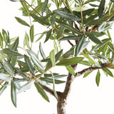 Napa Green OLIVE TREE DROP-IN 40"