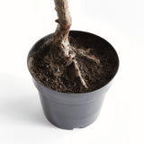 Napa Green OLIVE TREE DROP-IN 40"