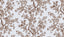 Lee Jofa CAMELLIA TOILE BROWN Fabric
