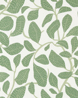 Scion SWEET BAY WP FOREST Wallpaper