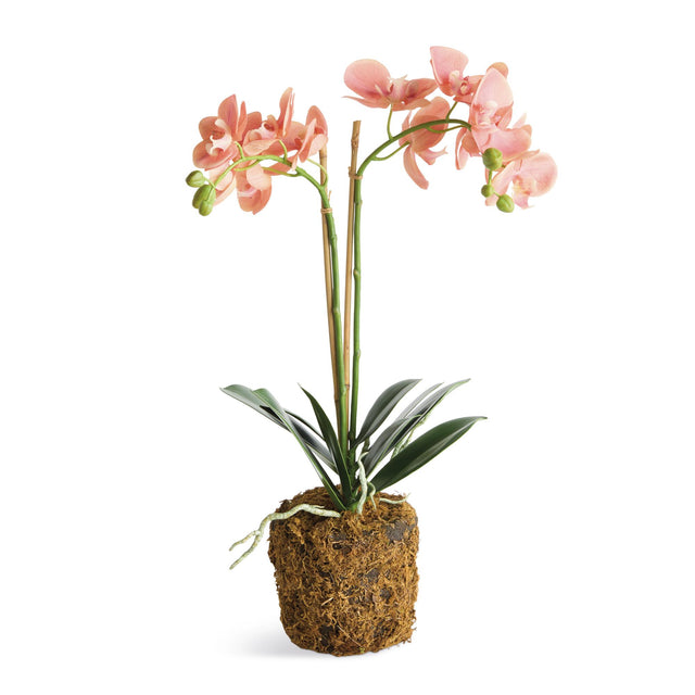 Napa  PHALAENOPSIS ORCHID DROP-IN 23"