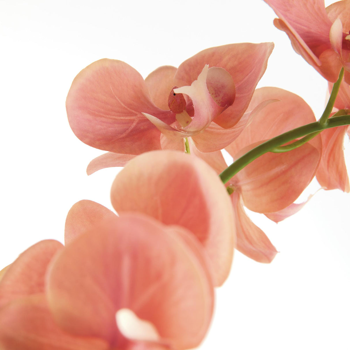 Napa  PHALAENOPSIS ORCHID DROP-IN 23"