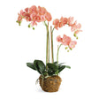 Napa  PHALAENOPSIS ORCHID DROP-IN 30"