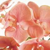 Napa  PHALAENOPSIS ORCHID DROP-IN 30"