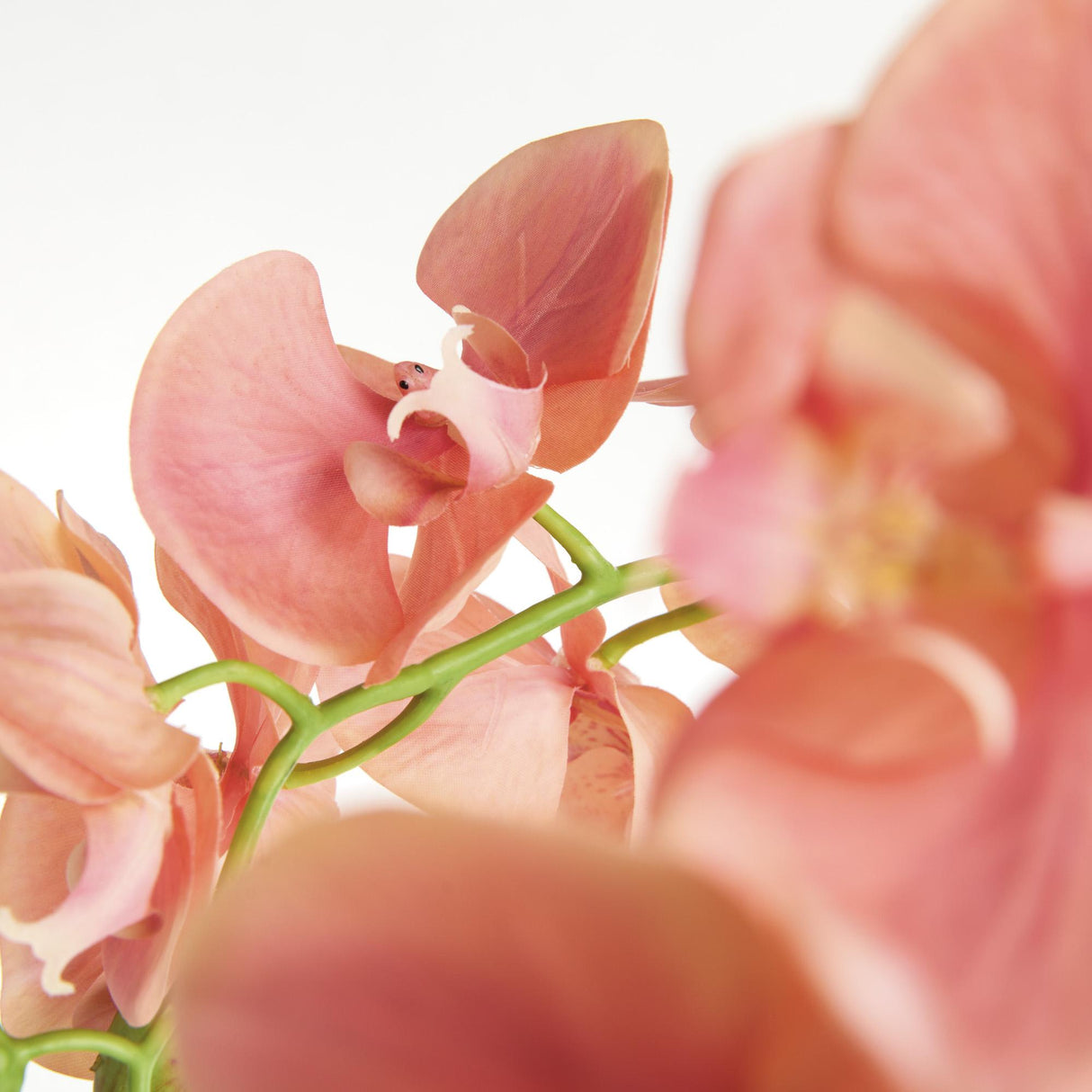 Napa  PHALAENOPSIS ORCHID DROP-IN 30"