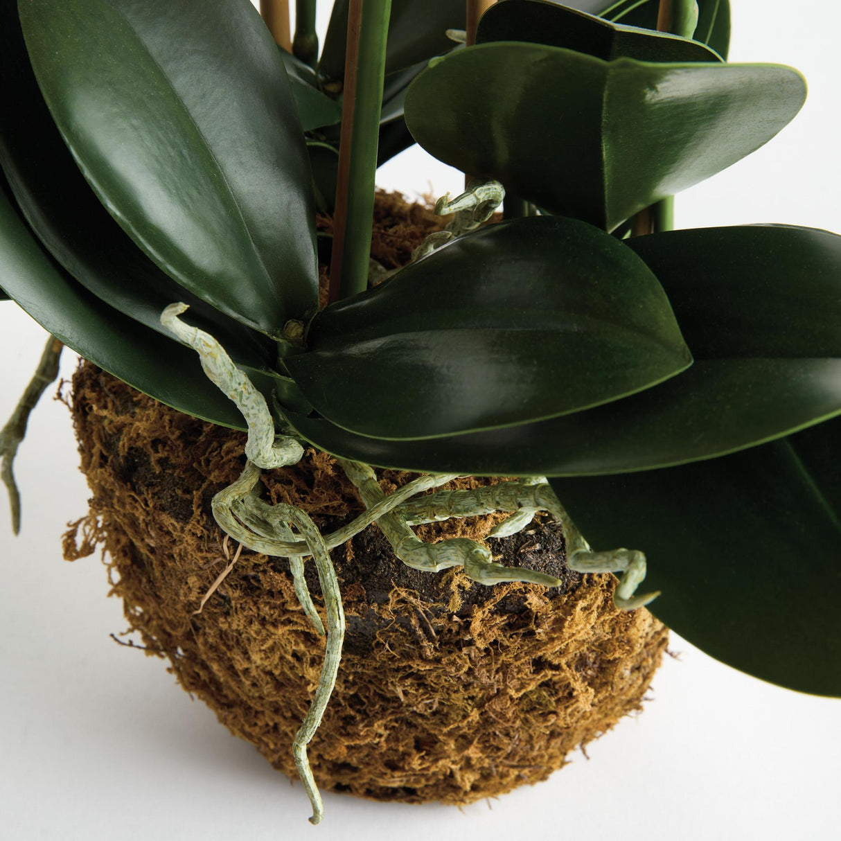 Napa  PHALAENOPSIS ORCHID DROP-IN 30"