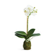 Napa  PHALAENOPSIS ORCHID DROP-IN 15" ST/2