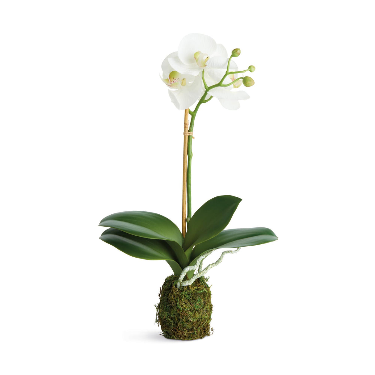 Napa  PHALAENOPSIS ORCHID DROP-IN 15" ST/2