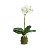 Napa  PHALAENOPSIS ORCHID DROP-IN 15" ST/2