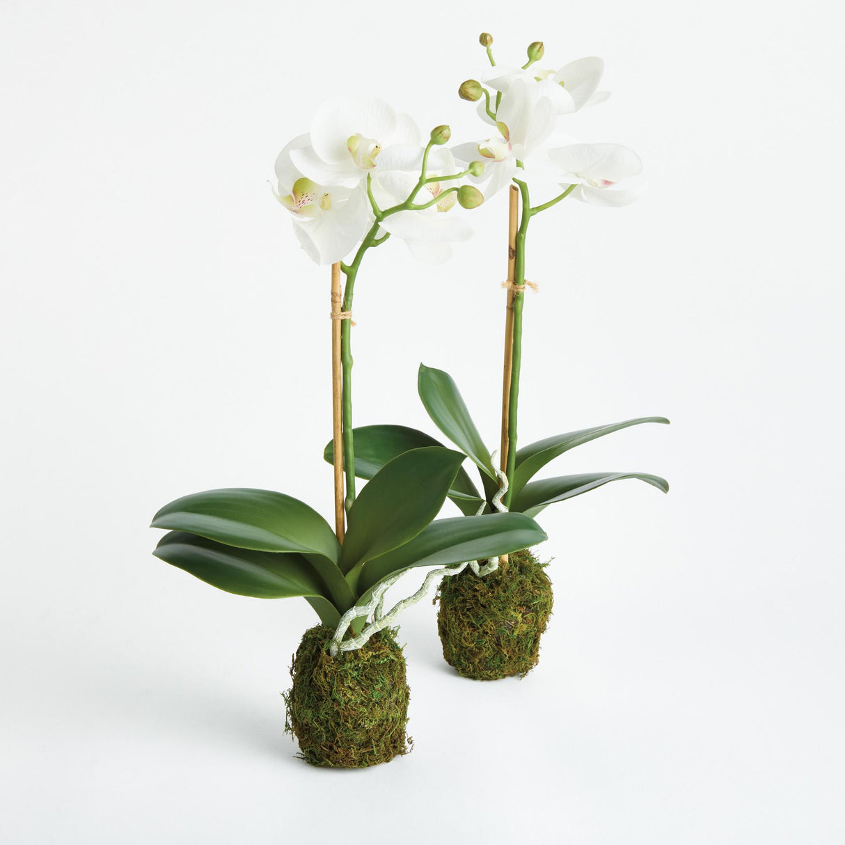 Napa  PHALAENOPSIS ORCHID DROP-IN 15" ST/2