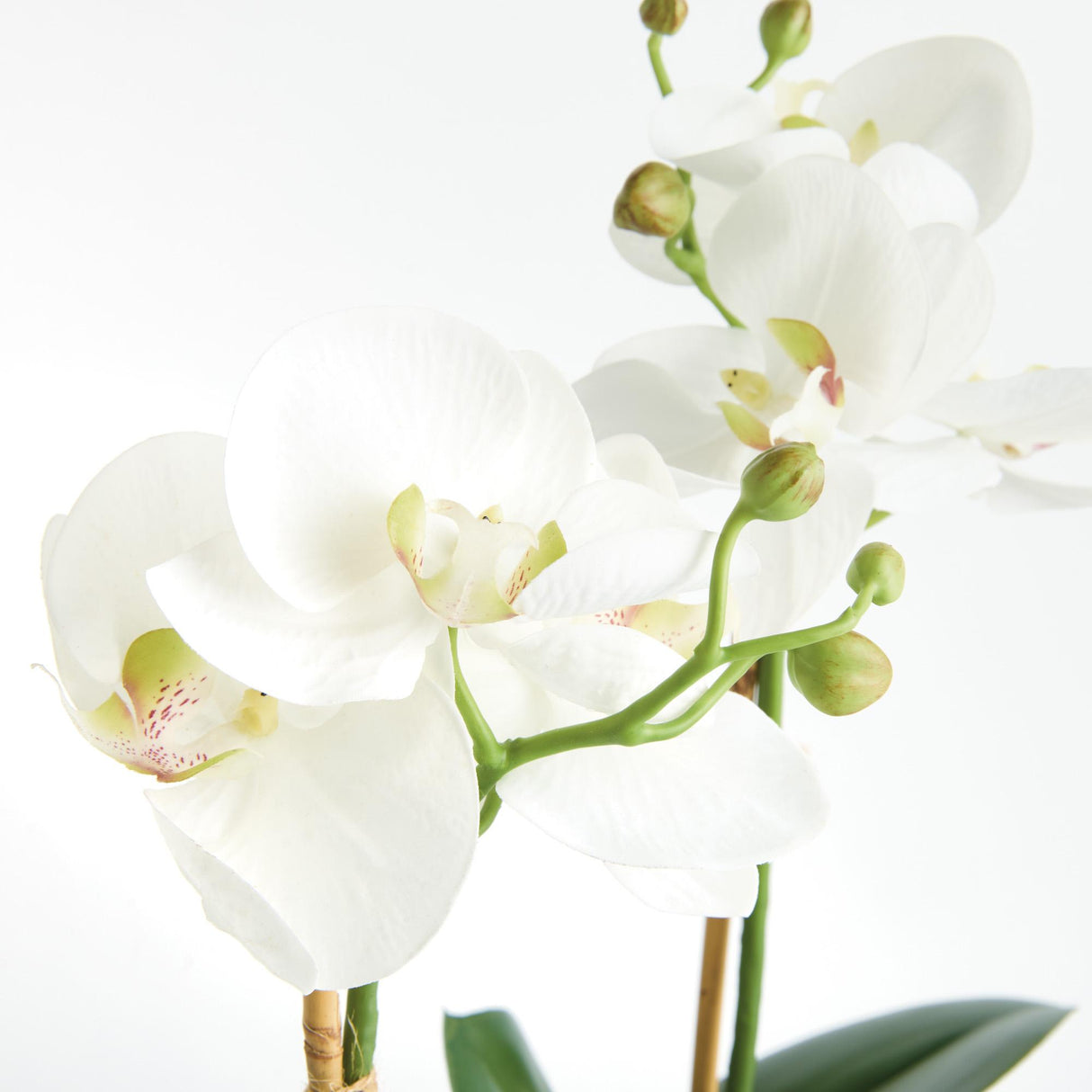 Napa  PHALAENOPSIS ORCHID DROP-IN 15" ST/2