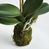Napa  PHALAENOPSIS ORCHID DROP-IN 15" ST/2