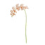 Napa  PHALAENOPSIS ORCHID STEMS 28" ST/4