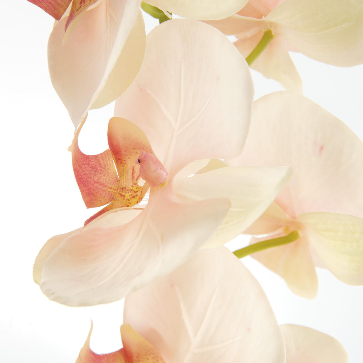 Napa  PHALAENOPSIS ORCHID STEMS 28" ST/4