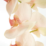 Napa  PHALAENOPSIS ORCHID STEMS 28" ST/4