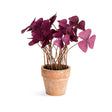 Napa  MINI OXALIS POTTED DROP-IN 7" ST/4