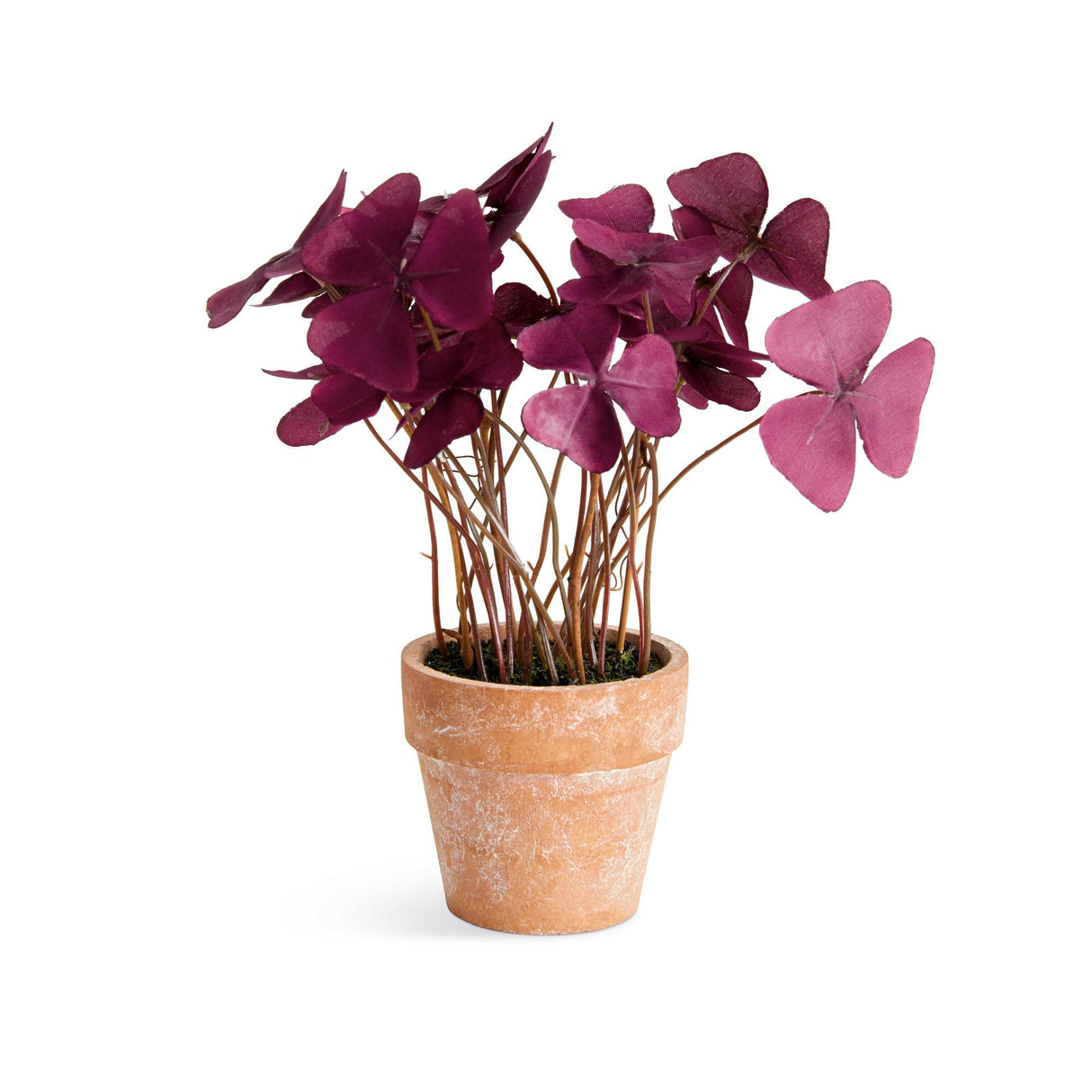 Napa  MINI OXALIS POTTED DROP-IN 7" ST/4