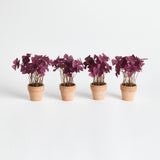 Napa  MINI OXALIS POTTED DROP-IN 7" ST/4