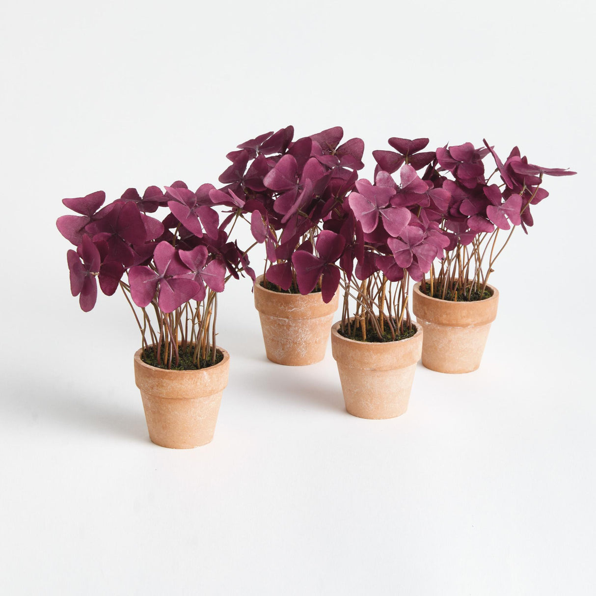 Napa  MINI OXALIS POTTED DROP-IN 7" ST/4