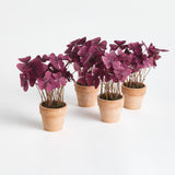 Napa  MINI OXALIS POTTED DROP-IN 7" ST/4