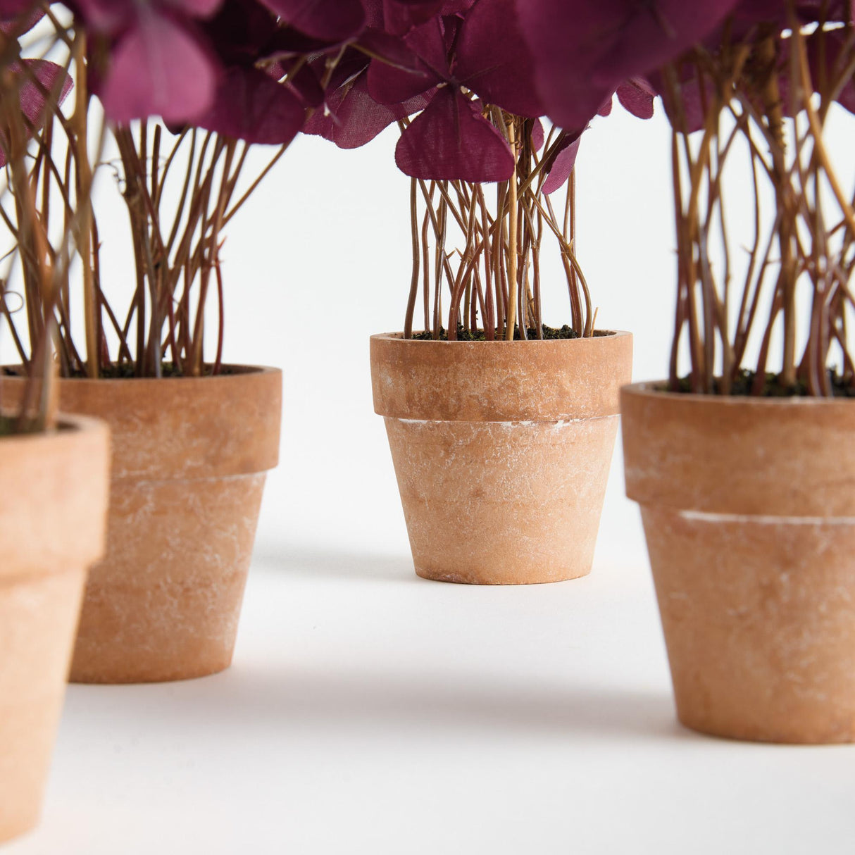 Napa  MINI OXALIS POTTED DROP-IN 7" ST/4