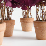Napa  MINI OXALIS POTTED DROP-IN 7" ST/4