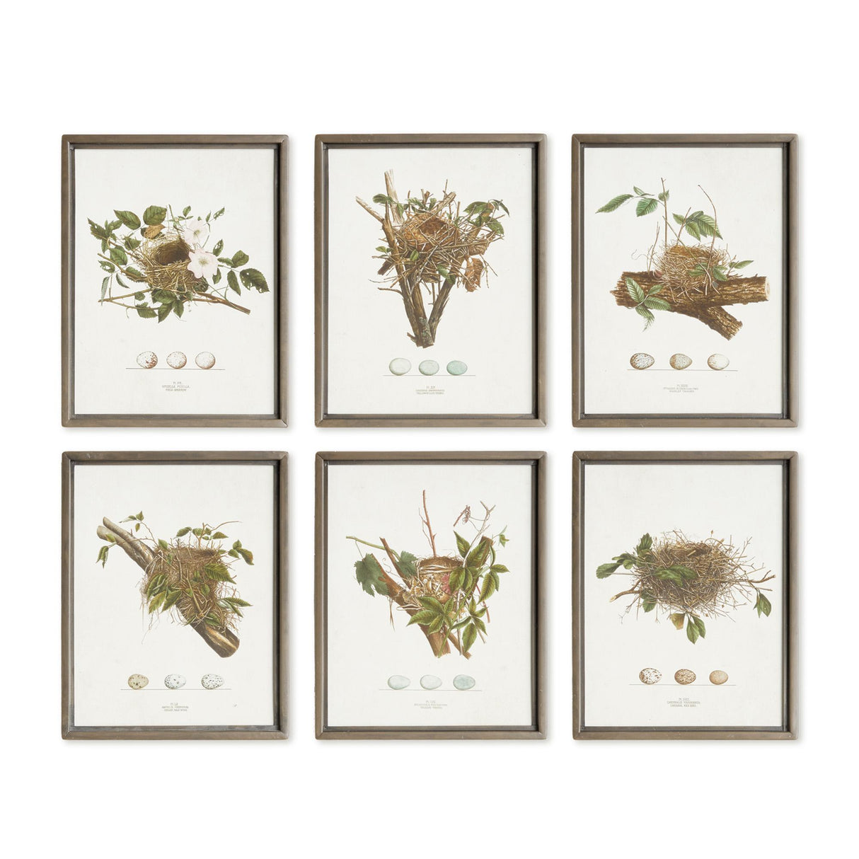 Napa  ASSORTED BIRD NEST STUDY ST/6