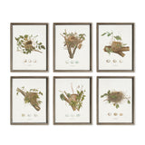 Napa  ASSORTED BIRD NEST STUDY ST/6